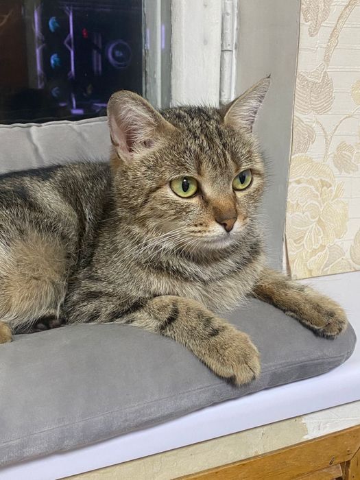 Нашлась домашняя кошка