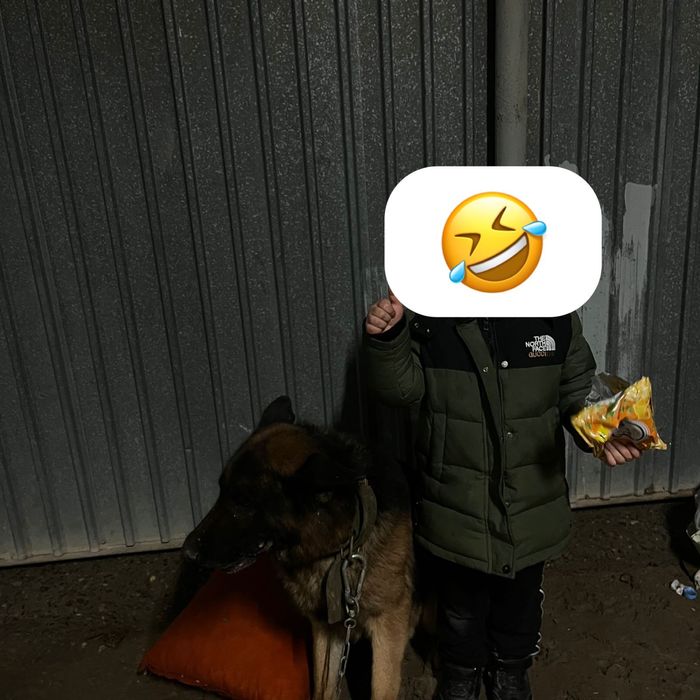 Овчарка сатылады