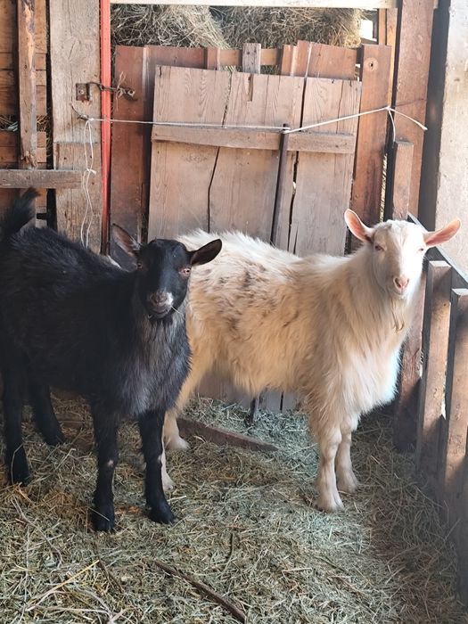 Теке 2 бас сатылады, 1 жасар