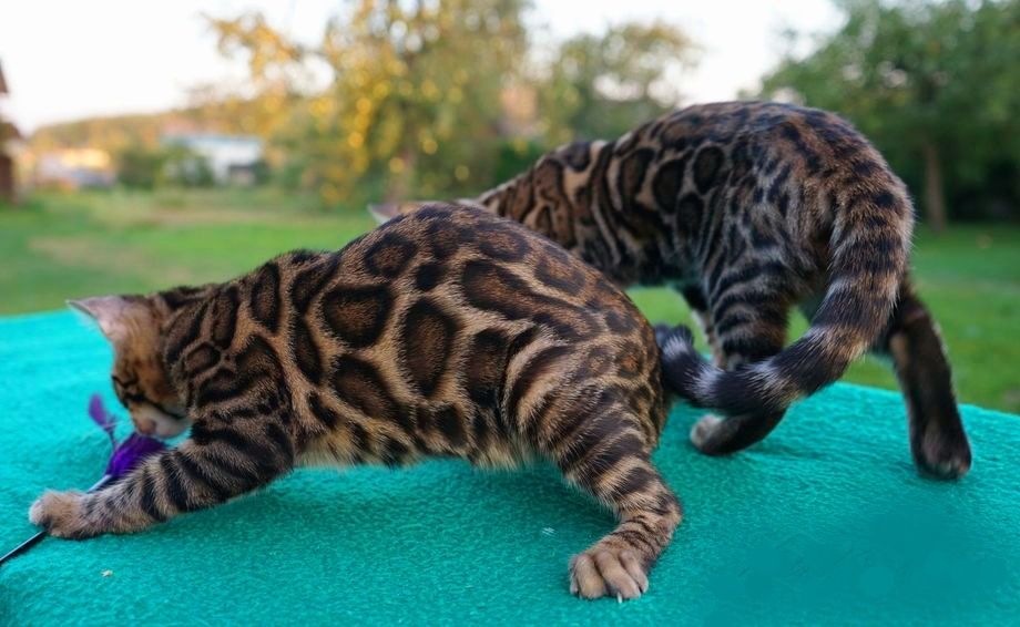 ШИКАРНЫЕ котята От Бенгалов !