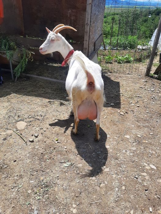 Vând capre de rasă