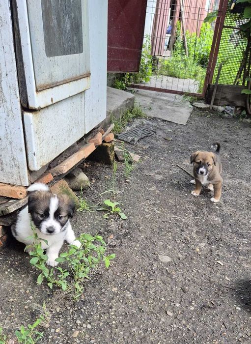 Dăruiesc spre adopție 3 pui grași și sănătoși