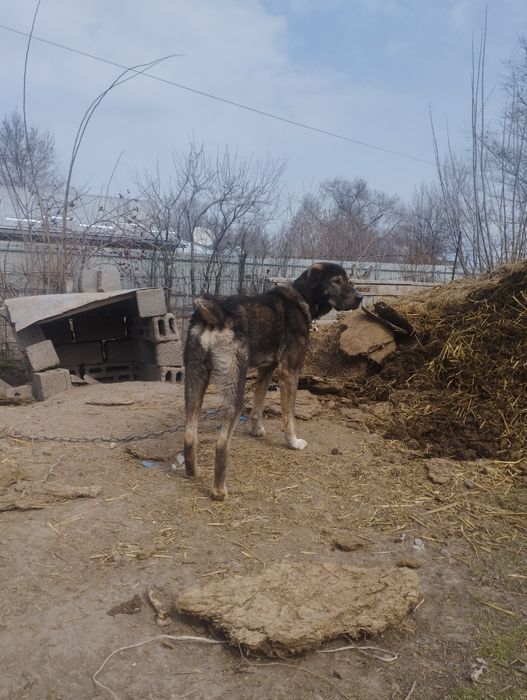 Алабай 1 жасар 20000 тг