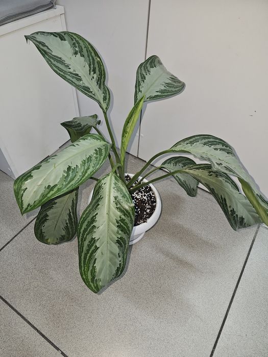 Диффенбахия 5000