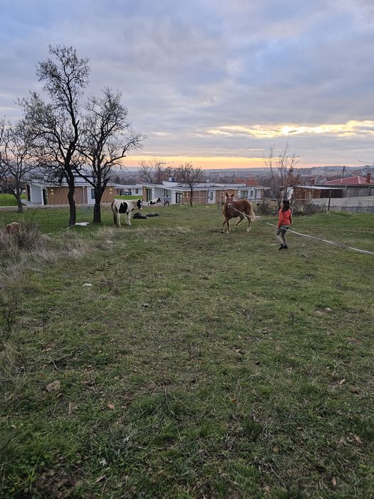 Карета каляска каруца файтон маратон кон кобила пони