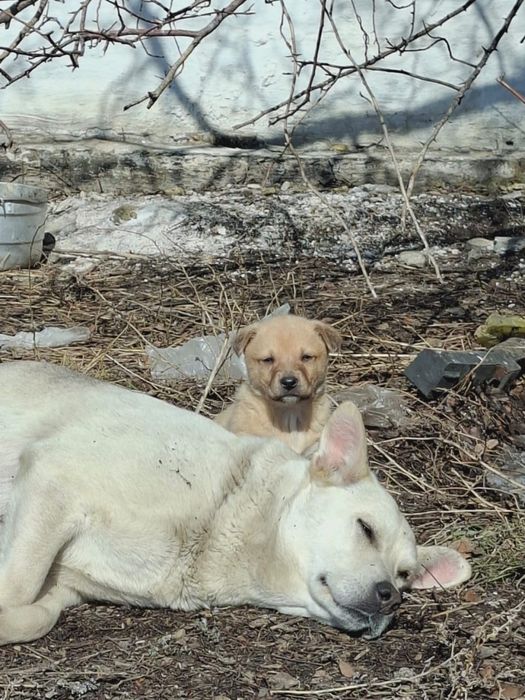 Ищем дом для щенят