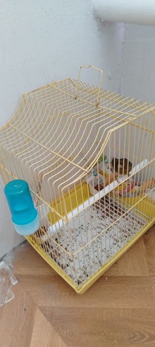 Продам канарейку