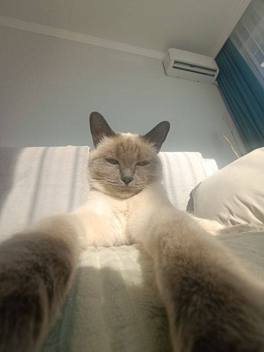 отдам сиамскую кошку!