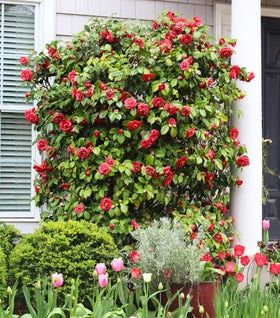 Camelia Japonica