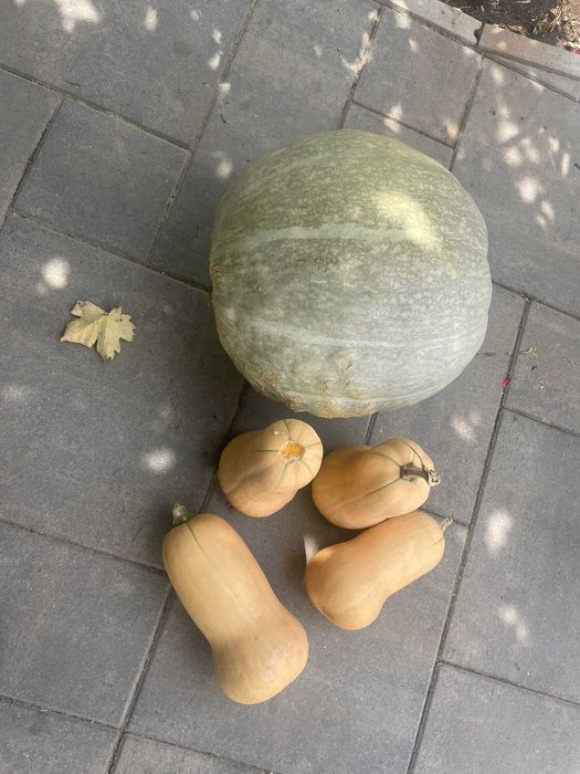 Dovleci placintari 1 leu/kg      / Dovleci albi de copt  1 leu/kg