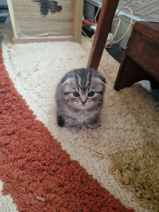 Pisicut scottish fold