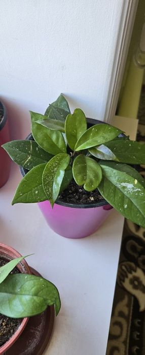 Xonaki gullar sotiladi