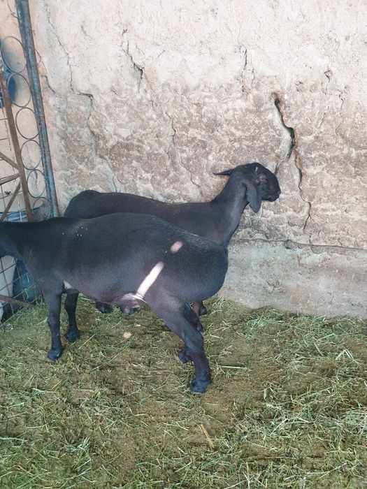 Qo'chqorlar sotiladi