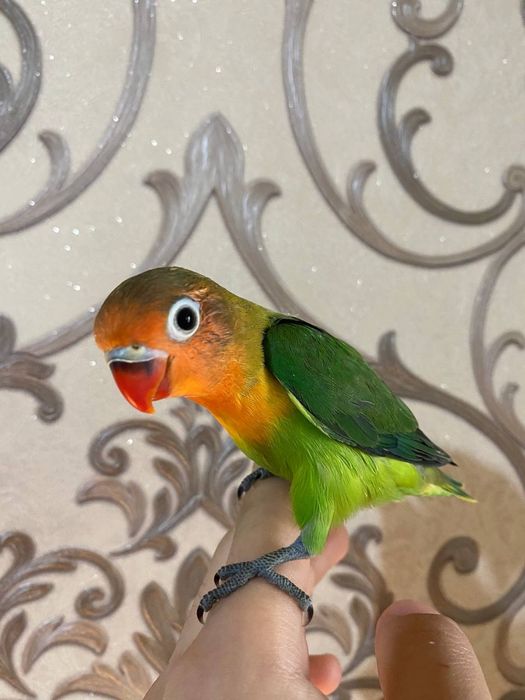 Ruchnoy popugay nerazluchka sotiladi
