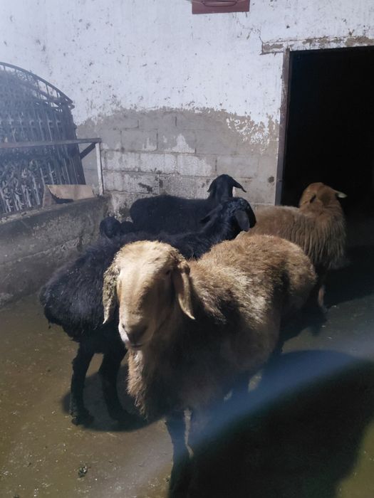 Кошкар бар пароды