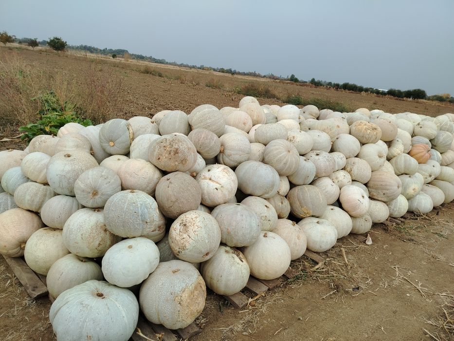 Продавам тикви реколта 2026