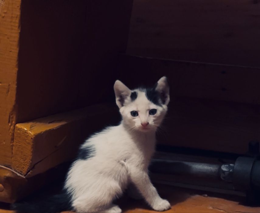 Отдам котят мальчиков