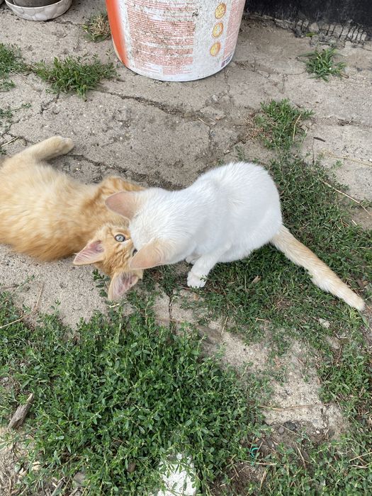Отдам котят в хорошие руки.