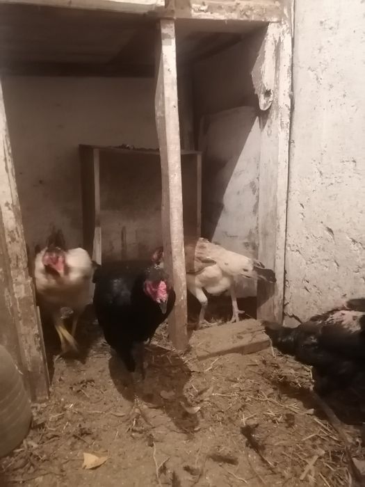 Дакан мекендер сатылады