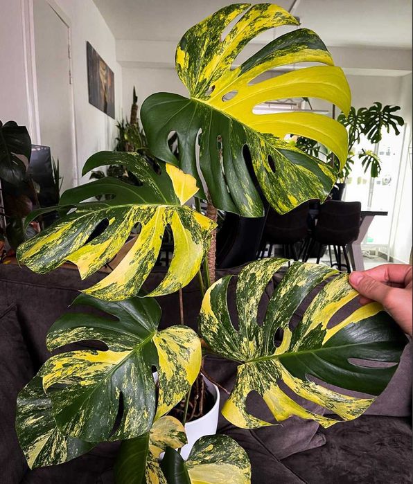 Редки Monstera и Philodendron