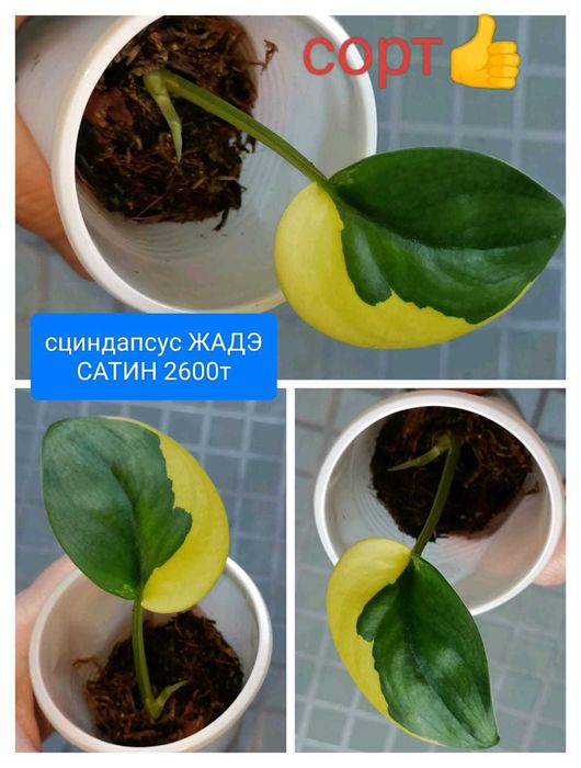 Продам вот такую красоту