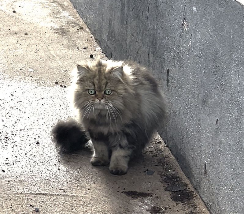 Персидский кот даром бесплатно