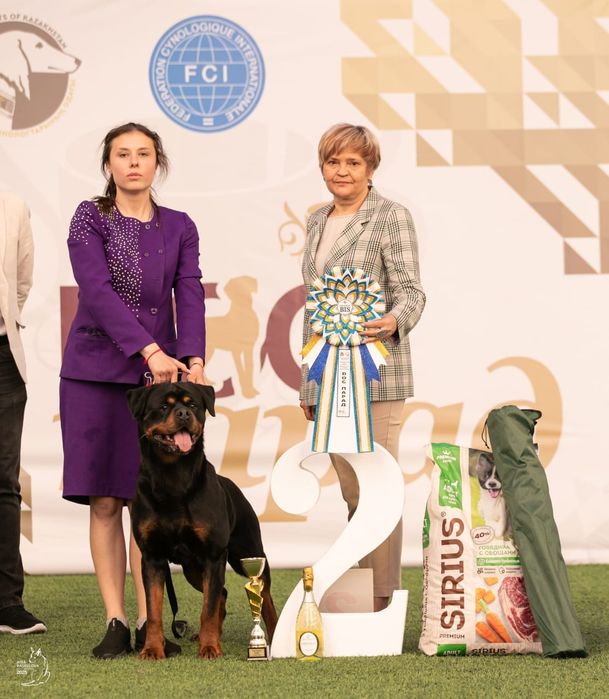 Доступен для вязки ротвейлер