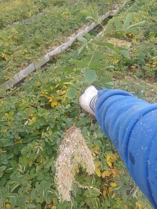 Разсад Роза Дамасцена