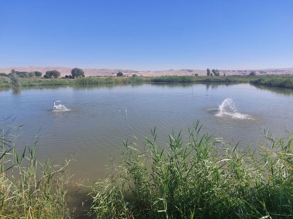 Baliqchilik uchun mujjalangan xo'jalik maydoni sotiladi 6 gektar