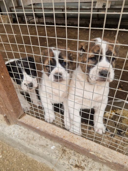 Кушиктер сатылады алабай , Продаётся щенки алабай