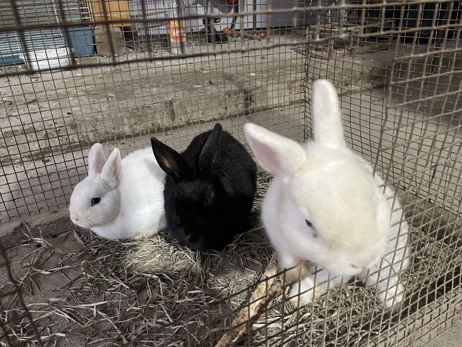 tozaa karlik quyonlari sotiladi