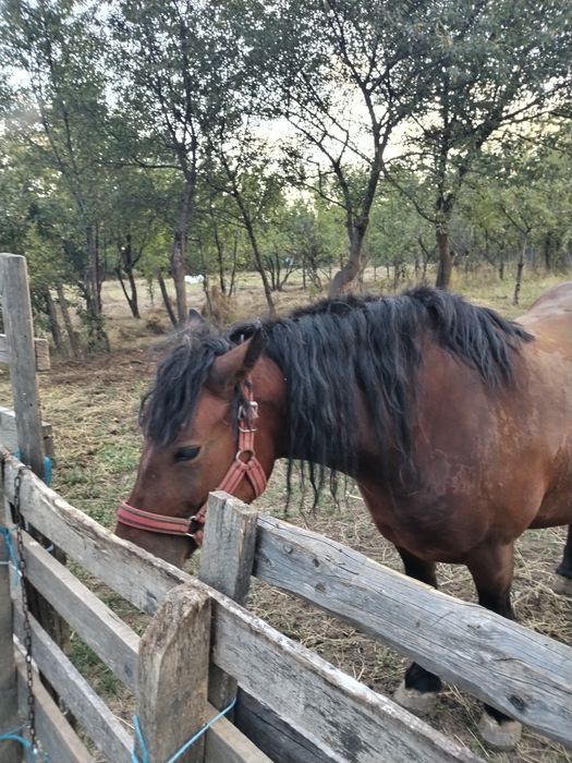 Vând iapa murga de 5 ani