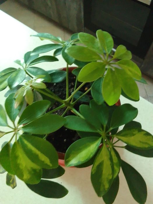 Цветы в горшках.