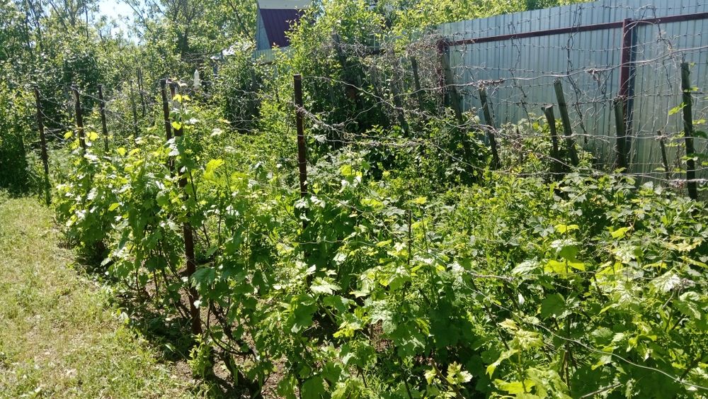Продам дачю 8 соток