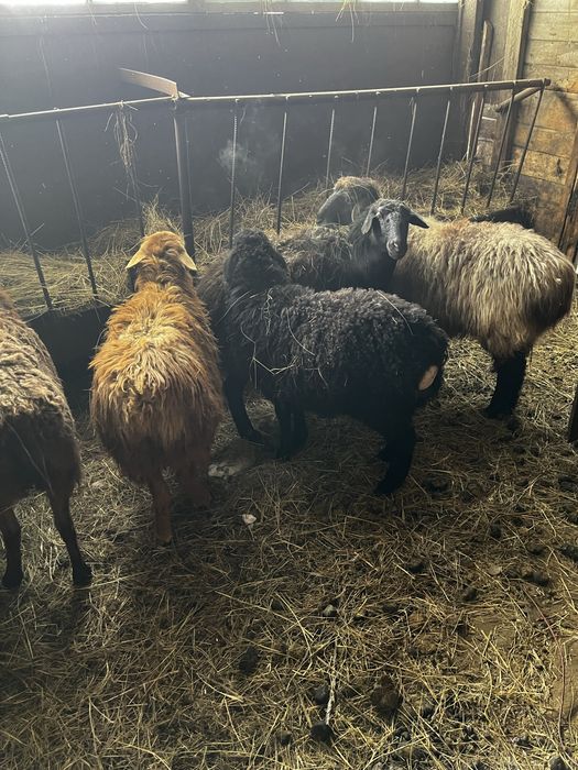 Бараны с ягнятами.