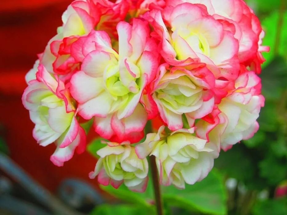 Пеларгонии сортовые свежим срезом