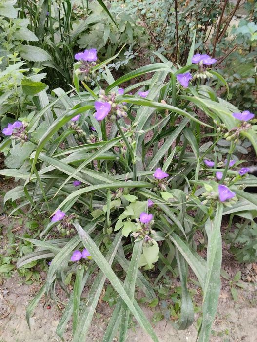 Декоративные цветы