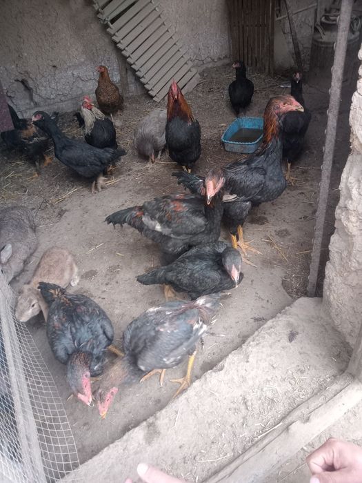 Dakan xoʻrozlar sotiladi