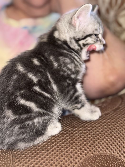 Отдам котенка в добрые руки