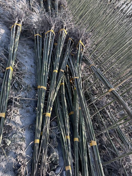 Павловния бор Pavloniya sotiladi