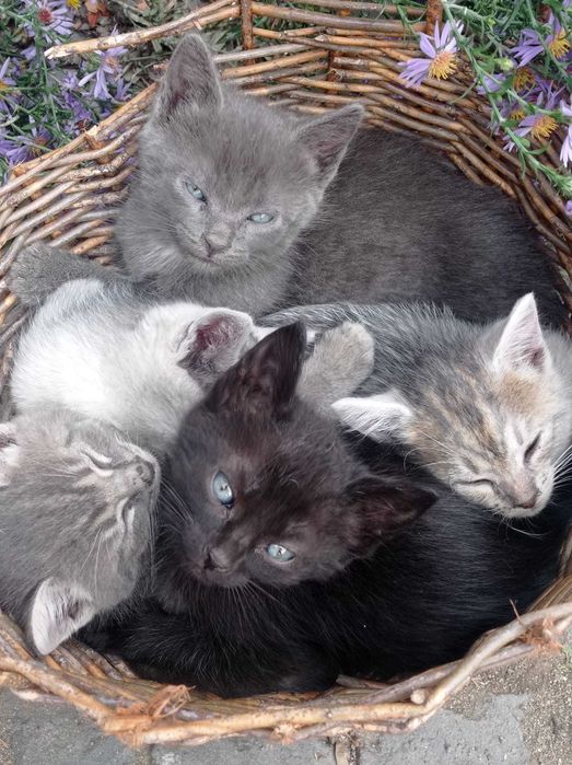 Animale pentru adopție