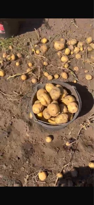 Коломбо сорт картофель