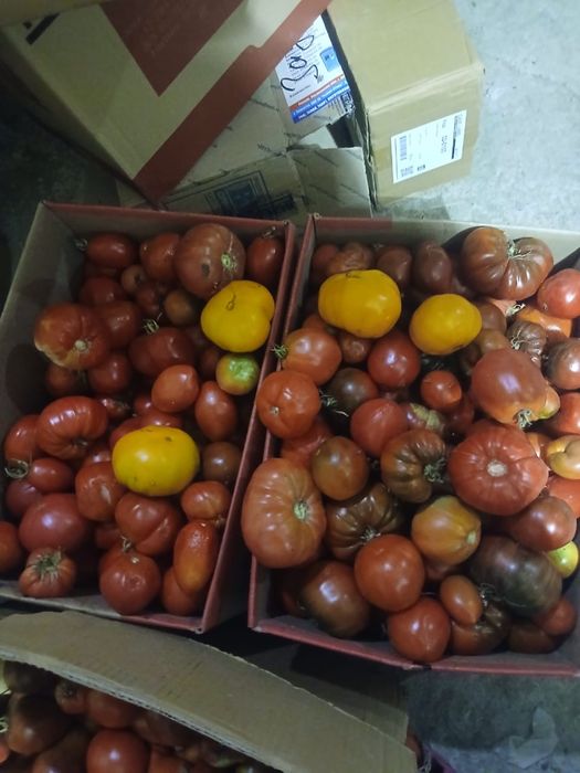 Продам домашние помидоры