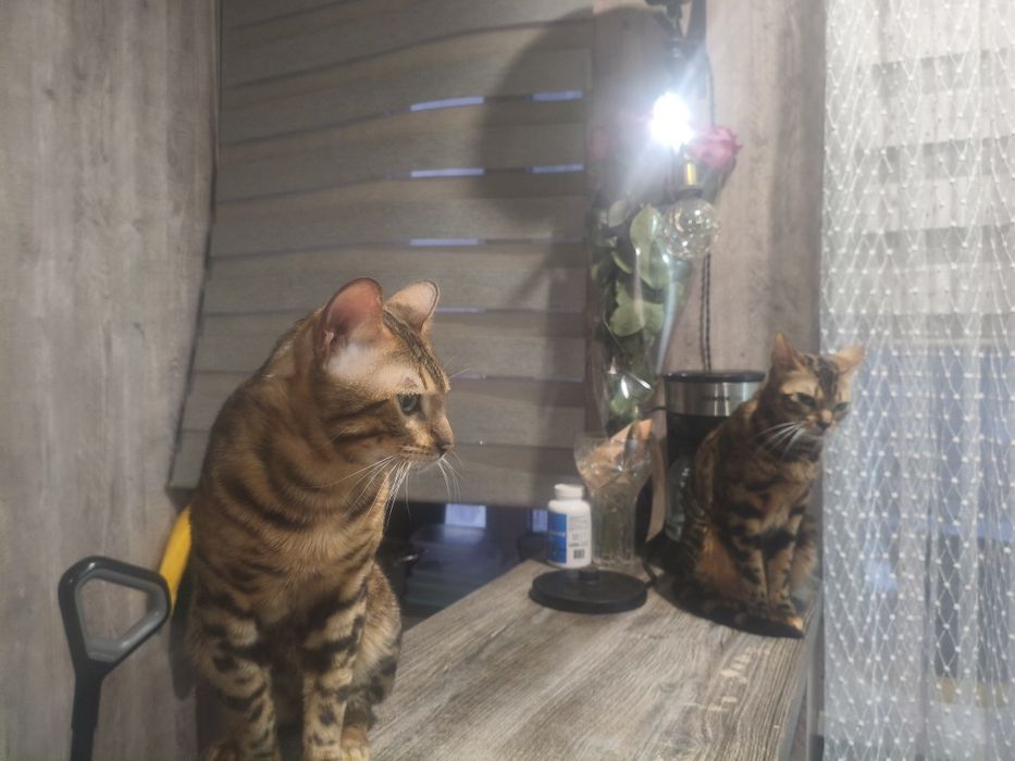 Вязка кот бенгальский