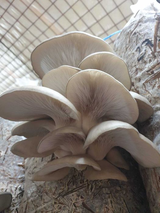 Compost ciuperci pleurotus