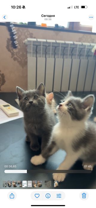 49 kunlik shirintoy, zotdor va yarim zotli goʻzal mushukchalar