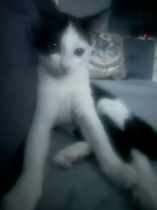 SOS ! Котёнок.  Даром !