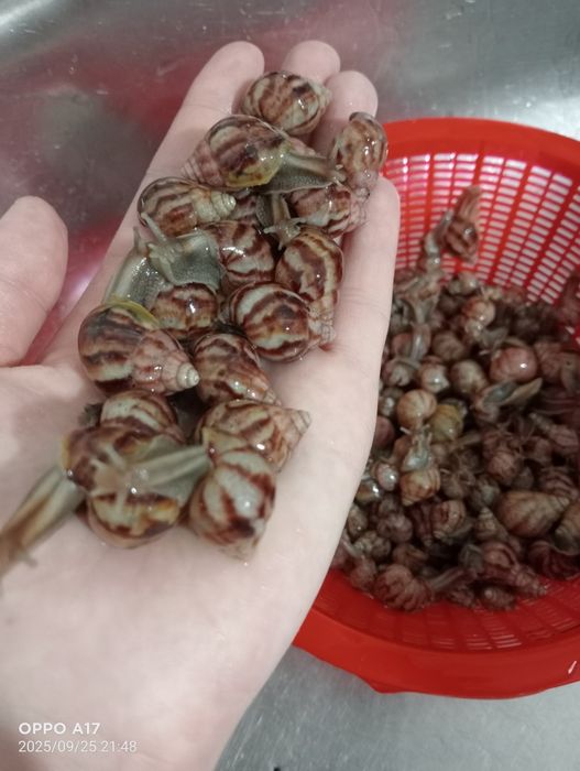 Ulitkalar arzon narxlarda