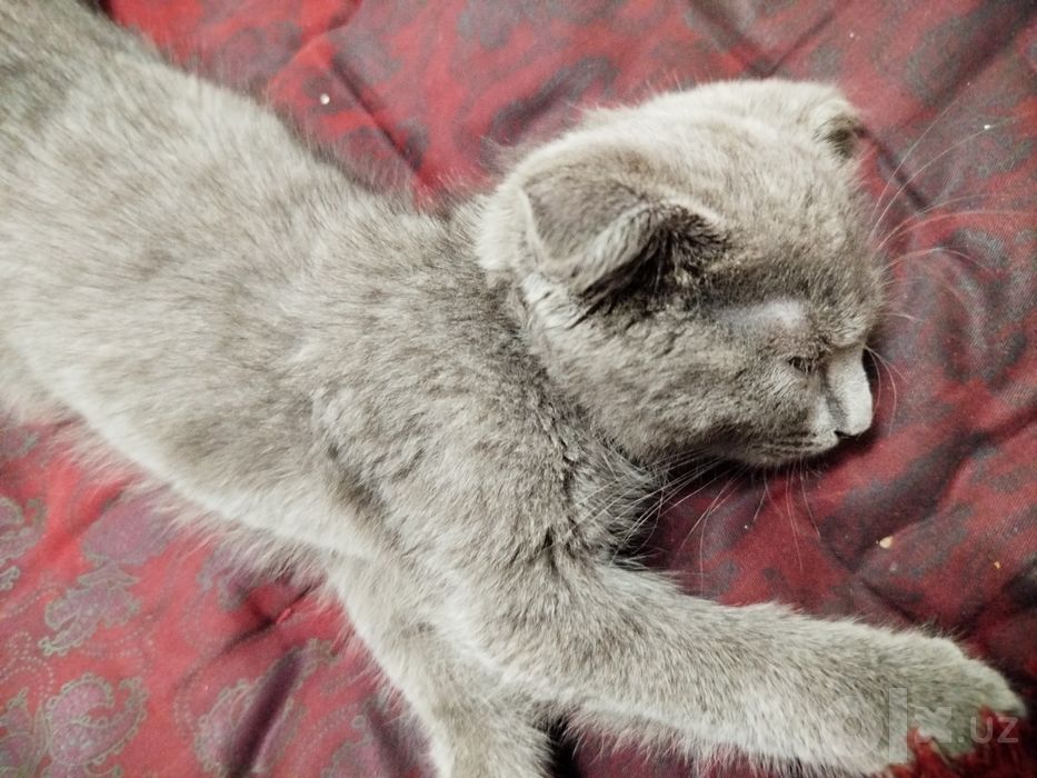 Британский Кот, Скотт