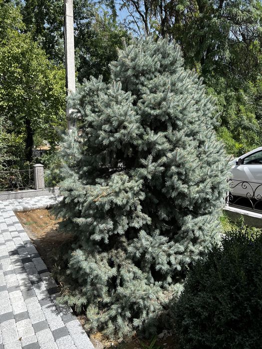 Голубой ель 12 лет высота больше 3м. Договорная